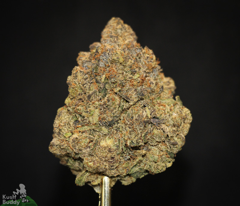 Buy Pink Kush Online – Weed Strain – Kush Buddy