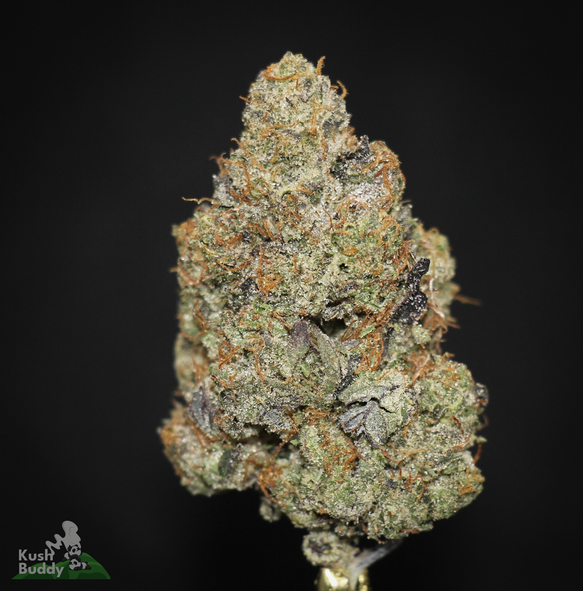 Black Series – Tom Brady Pink Kush – Cannabis Dispensary – Kush Buddy