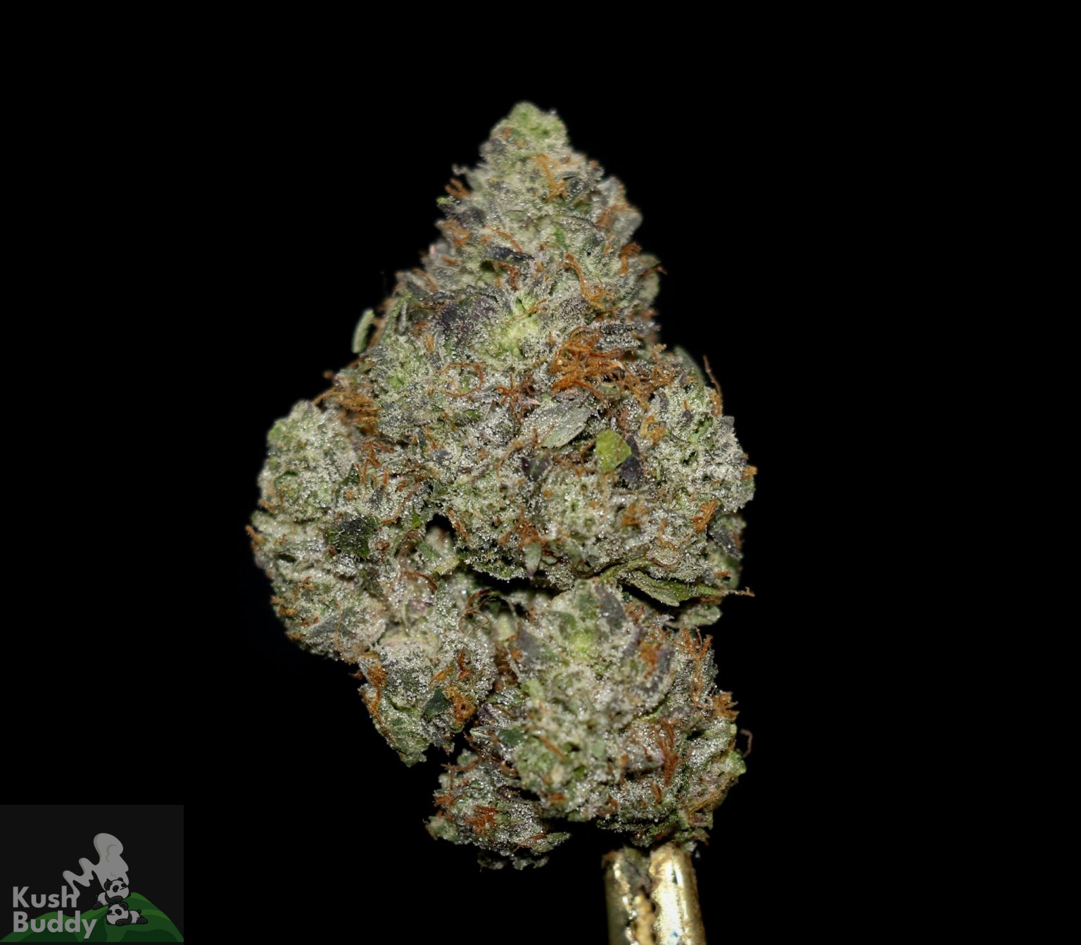 Buy Khalifa Mints Online – Bulk Weed Strain – Kush Buddy