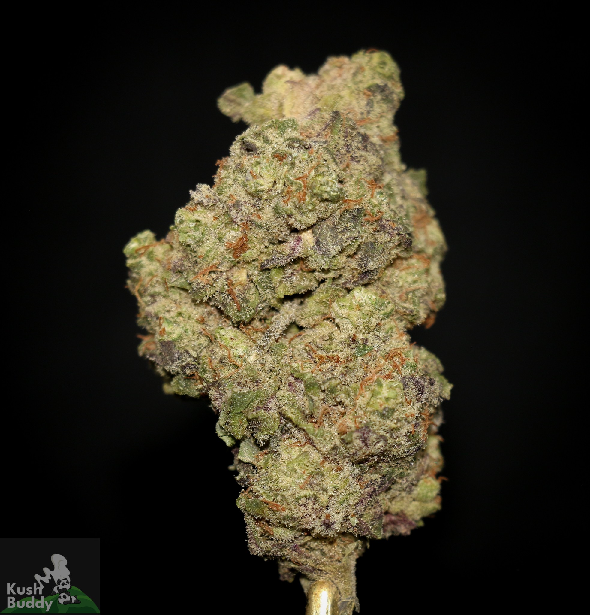 (AAAA) Purple Rain – Cannabis Dispensary – Kush Buddy