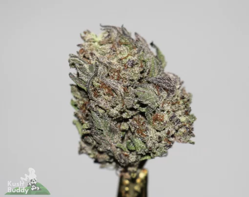 (AAA+) Cake Pop x Gas Daddy